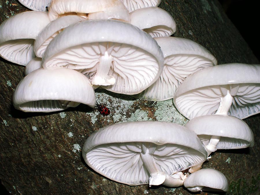Oudemansiella mucida. Scheda fotografica